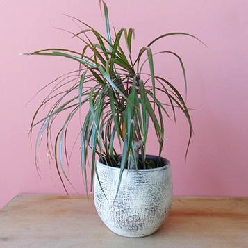 Vaso Machacerâmica com dracena, parede rosa